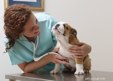 Professional Guide to Measuring Blood Pressure in Dogs