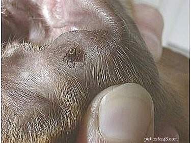 Safe & Effective Tick Removal from Dogs: A Step‑by‑Step Guide