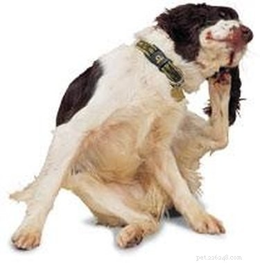 Effective Solutions for Treating Dog Dermatitis