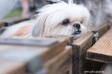 Build a Custom Bailey Chair for Dogs: Step-by-Step Guide