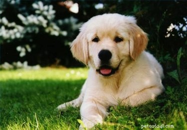 Safe OTC Allergy Remedies for Dogs: Relief Without a Prescription
