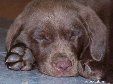 Safe OTC Allergy Remedies for Dogs: Relief Without a Prescription