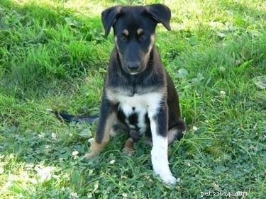 When Is a Dog Ready to Breed? A Professional Guide to Timing, Health, and Success