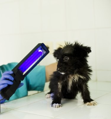 Effective Guide to Treating Ringworm in Dogs