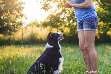 Boost Your Dog’s Strength: Top High‑Protein Foods for Muscle Growth