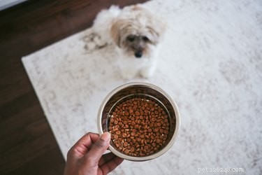 Boost Your Dog’s Strength: Top High‑Protein Foods for Muscle Growth