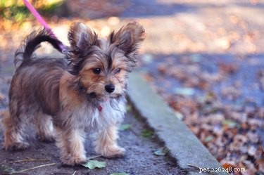 Caring for Your Chorkie Puppy: Essential Tips for Health & Happiness