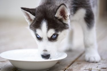 Recognizing Kidney Infection Symptoms in Dogs: Early Signs & Vet Care
