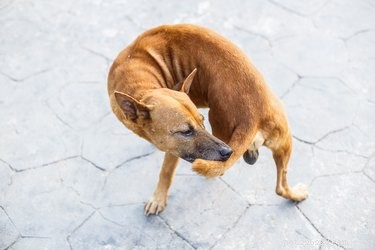 Stop Your Dog from Biting Its Tail: A Comprehensive Guide