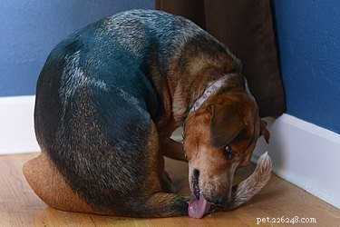 Stop Your Dog from Biting Its Tail: A Comprehensive Guide