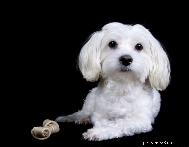 Raising a Mal Shi Puppy: Essential Care Tips