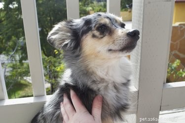 Effective Home Remedies to Eliminate Fleas from Dogs