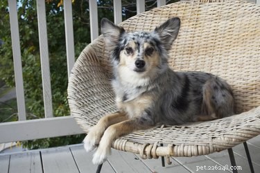 Effective Home Remedies to Eliminate Fleas from Dogs