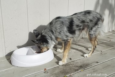 Effective Home Remedies to Eliminate Fleas from Dogs