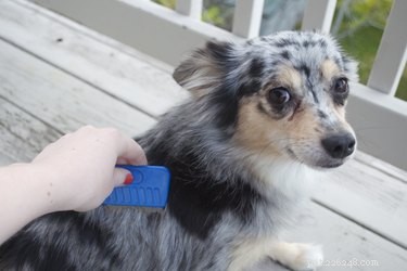 Effective Home Remedies to Eliminate Fleas from Dogs