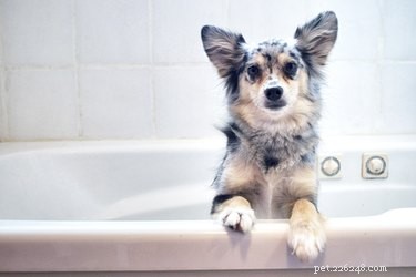 Effective Home Remedies to Eliminate Fleas from Dogs
