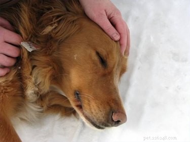Urgent Guide: Managing Vomiting and Bloody Diarrhea in Dogs