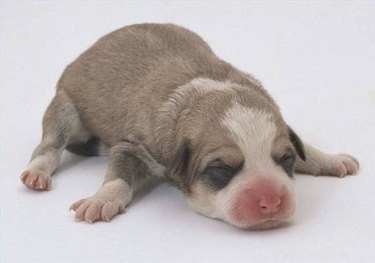 Essential Care Guide for Outdoor Newborn Puppies: Keeping Them Warm and Healthy