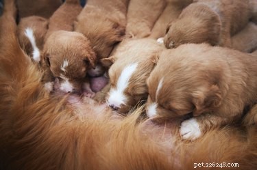 How to Raise a Healthy Runt Puppy: Expert Care Guidelines
