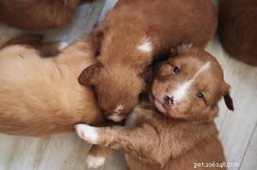 How to Raise a Healthy Runt Puppy: Expert Care Guidelines