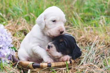 How to Raise a Healthy Runt Puppy: Expert Care Guidelines