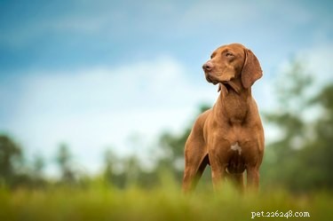 Black Stools in Dogs: Causes, Risks, and When to Seek Veterinary Care