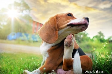Effective Flea Removal for Nursing Dogs: Safe & Gentle Methods