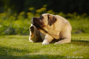 Effective Flea Removal for Nursing Dogs: Safe & Gentle Methods
