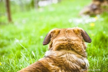 Effective & Safe Tick Removal for Dogs: A Step‑by‑Step Guide