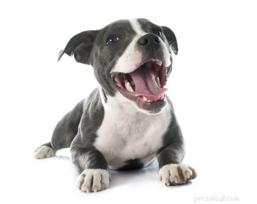 What to Do When Your Dog Loses a Tooth: A Vet-Approved Guide