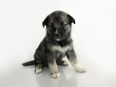 DIY Puppy Hobble for Splayed Legs: Safe, Gentle, and Easy to Make