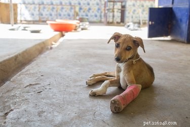 Professional Guide to Cleaning and Caring for Your Dog s Surgical Incision