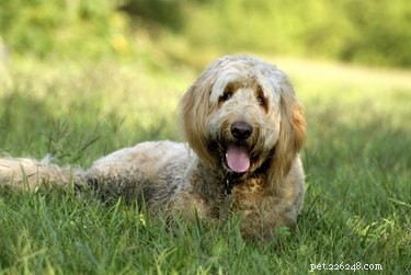 Common Shoulder Injuries in Dogs: Causes, Symptoms, and Care