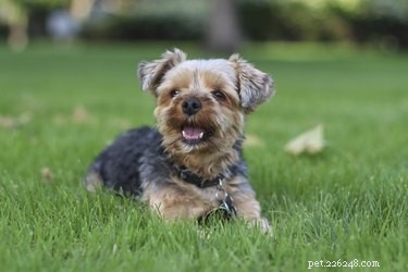 Common Skin Disorders in Yorkshire Terriers: Causes, Symptoms, and Care