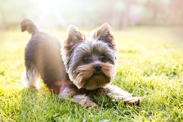 Common Skin Disorders in Yorkshire Terriers: Causes, Symptoms, and Care