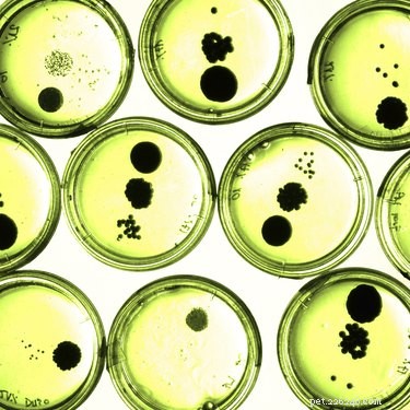 Top Antibiotics Veterinarians Use to Treat Dogs: A Comprehensive Guide