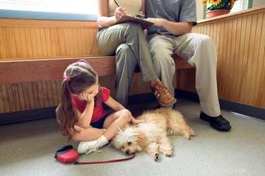 Effective Home Remedies for a Vomiting Dog: Quick Relief and When to Seek Vet Care