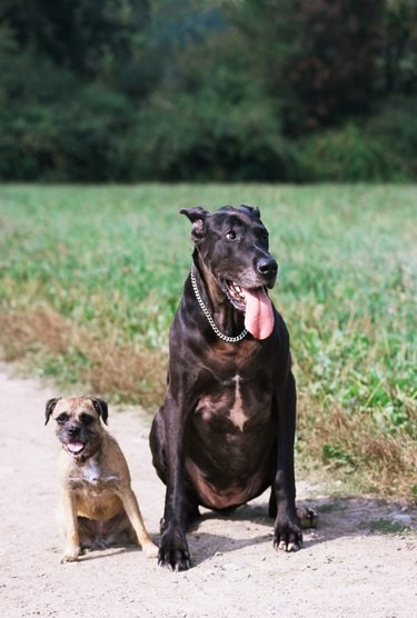 How Frontline Works: Safe, Month-Long Protection for Dogs & Cats