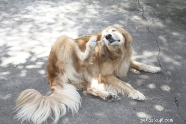 How to Detect Skin Parasites in Dogs: Signs, Prevention, and Treatment