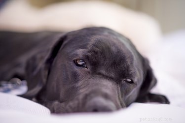 Recognizing Signs of Illness in Your Dog: A Practical Guide