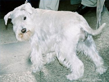 What Sets Dog Urine Apart from Human Urine? Key Differences Explained