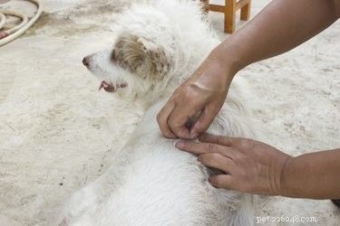 Why Fleas Are Attracted to Your Pet and Home—and How to Keep Them Out