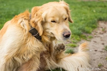 Why Fleas Are Attracted to Your Pet and Home—and How to Keep Them Out