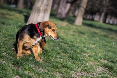 Why Fleas Are Attracted to Your Pet and Home—and How to Keep Them Out
