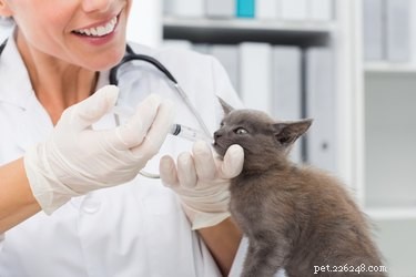 Enrofloxacin (Baytril): Safe, Effective Antibiotic for Dogs & Cats