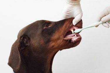 How Often Should You Brush Your Dog’s Teeth? Daily Brushing Protects Teeth, Gums & Overall Health