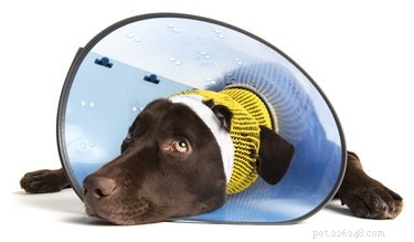 Understanding Dog Neck Cones: Purpose, Use, and Care