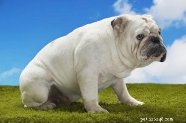 Understanding and Treating Canine Rectal Bleeding