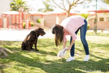 Why Does Your Dog s Stool Contain Large Amounts of Yellow Mucus? Causes & Solutions