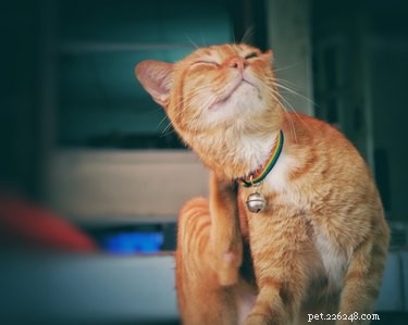Effective Natural Flea Control: Baking Soda & Salt DIY Treatment